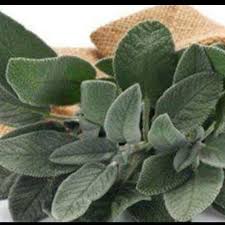 Hydrosol water Sage