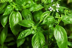 Hydrosol water Basil